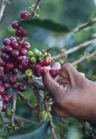 Costa Rica La Pastora - tmavé praženie