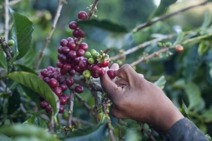 Costa Rica La Pastora - tmavé praženie