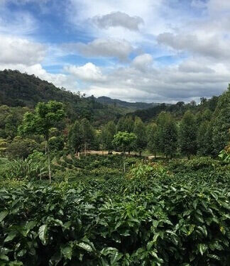 Nicaragua La Aurora - tmavé praženie (200 g