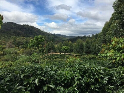 Nicaragua La Aurora - tmavé praženie (200 g